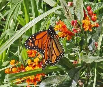 Monarch (Danaus plexippus) Gran Canaria, Alan Prowse